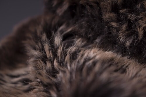 毛皮を持ち込み買取してもらおう!注意点や高額買取してもらえる方法をご紹介